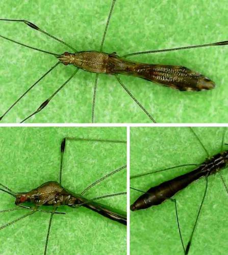 Réf. 228 742 : Metatropis sp.